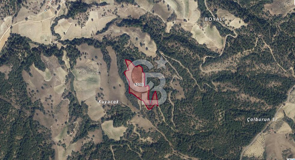 Manisa/Gördes/Boyalı 26.266 metrekare Zeytinlik