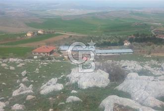 PURSAKLAR ABADAN'DA 2 AHIRI VE EVİ BULUNAN SATILIK ÇİFTLİK