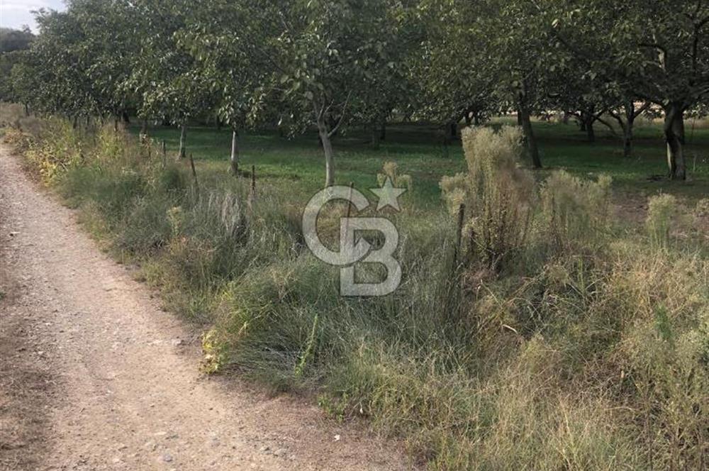 CB KiNG'DEN MANYAS DURA MAH.'DE SATILIK CEVİZ BAHÇESİ