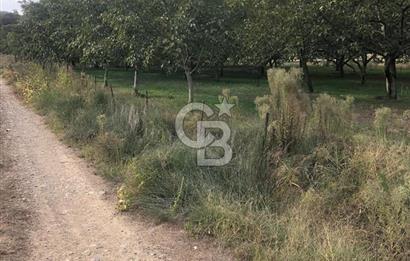 CB KiNG'DEN MANYAS DURA MAH.'DE SATILIK CEVİZ BAHÇESİ