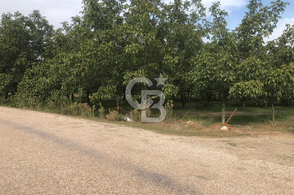 CB KiNG'DEN MANYAS DURA MAH.'DE SATILIK CEVİZ BAHÇESİ