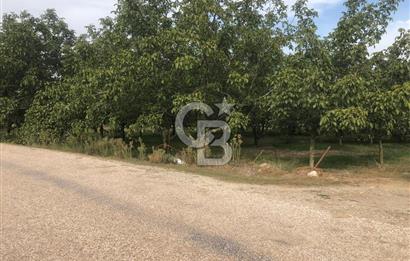 CB KiNG'DEN MANYAS DURA MAH.'DE SATILIK CEVİZ BAHÇESİ