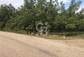 CB KiNG'DEN MANYAS DURA MAH.'DE SATILIK CEVİZ BAHÇESİ