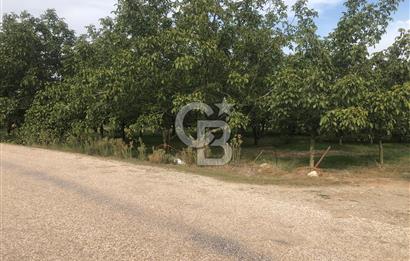 CB KiNG'DEN MANYAS DURA MAH.'DE SATILIK CEVİZ BAHÇESİ