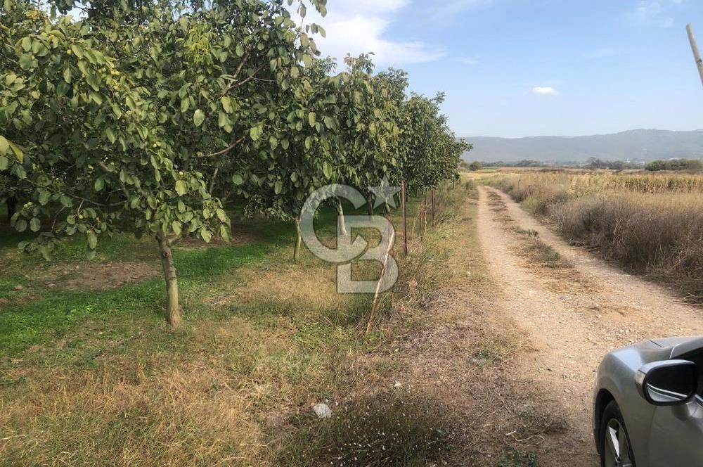 CB KiNG'DEN MANYAS DURA MAH.'DE SATILIK CEVİZ BAHÇESİ
