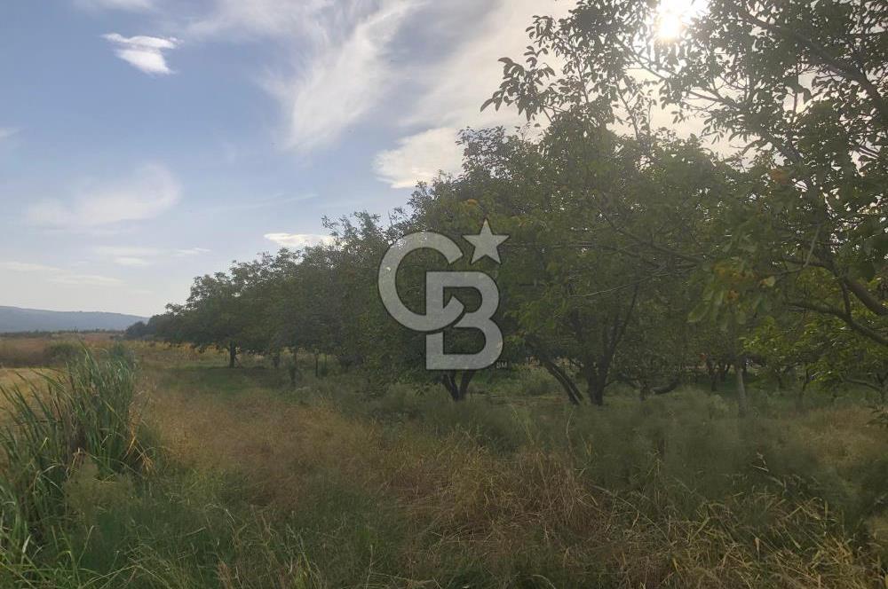 CB KiNG'DEN MANYAS DURA MAH.'DE SATILIK CEVİZ BAHÇESİ