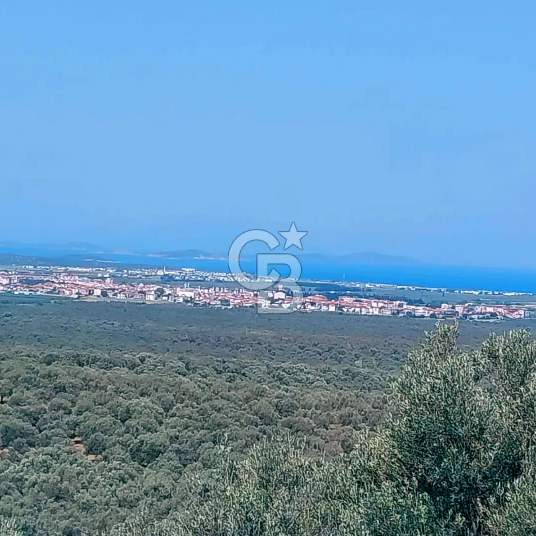 BALIKESİR'DE DENİZ MANZARALI 2400 M2 ZEYTİNLİK