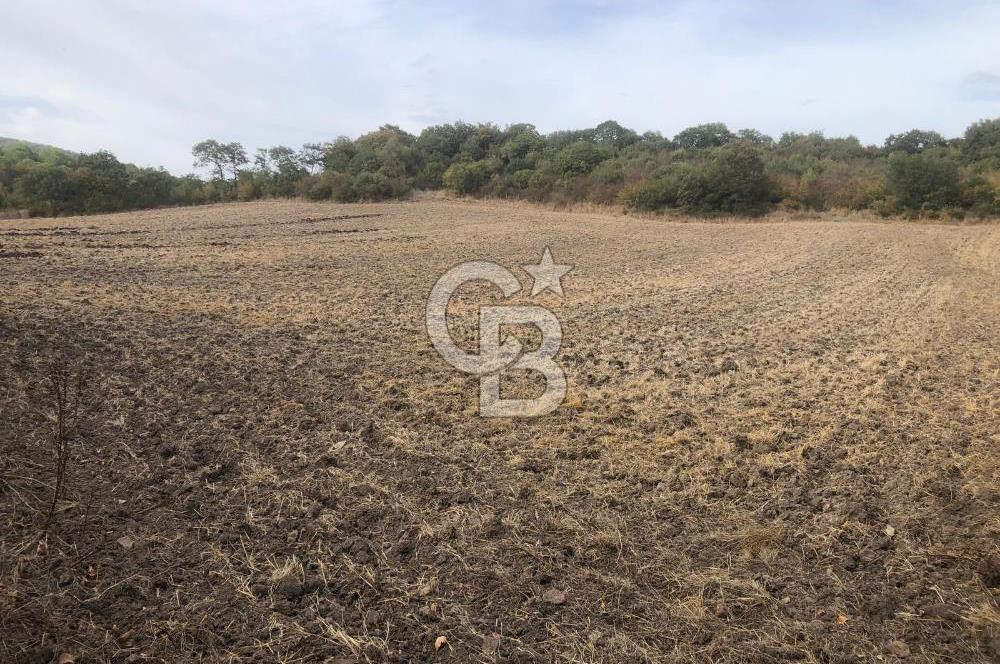 CB KiNG'DEN MANYAS SÜLEYMANLI MAH'DE SATILIK 7022 M2 TARLA