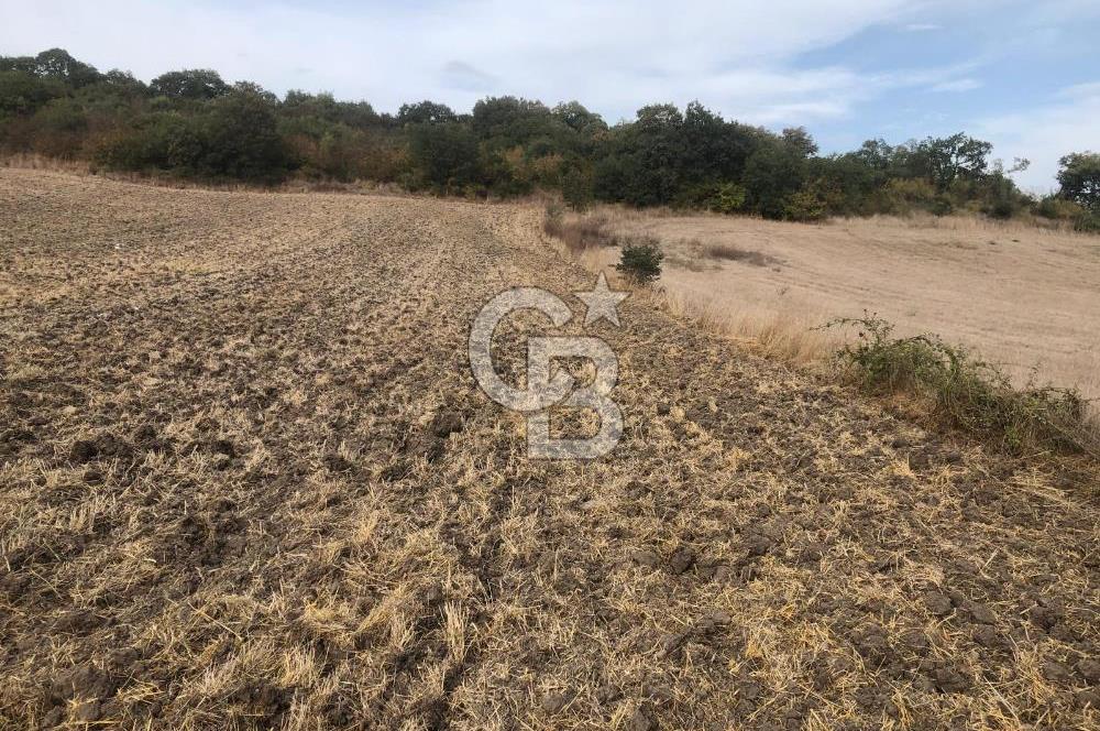 CB KiNG'DEN MANYAS SÜLEYMANLI MAH'DE SATILIK 7022 M2 TARLA