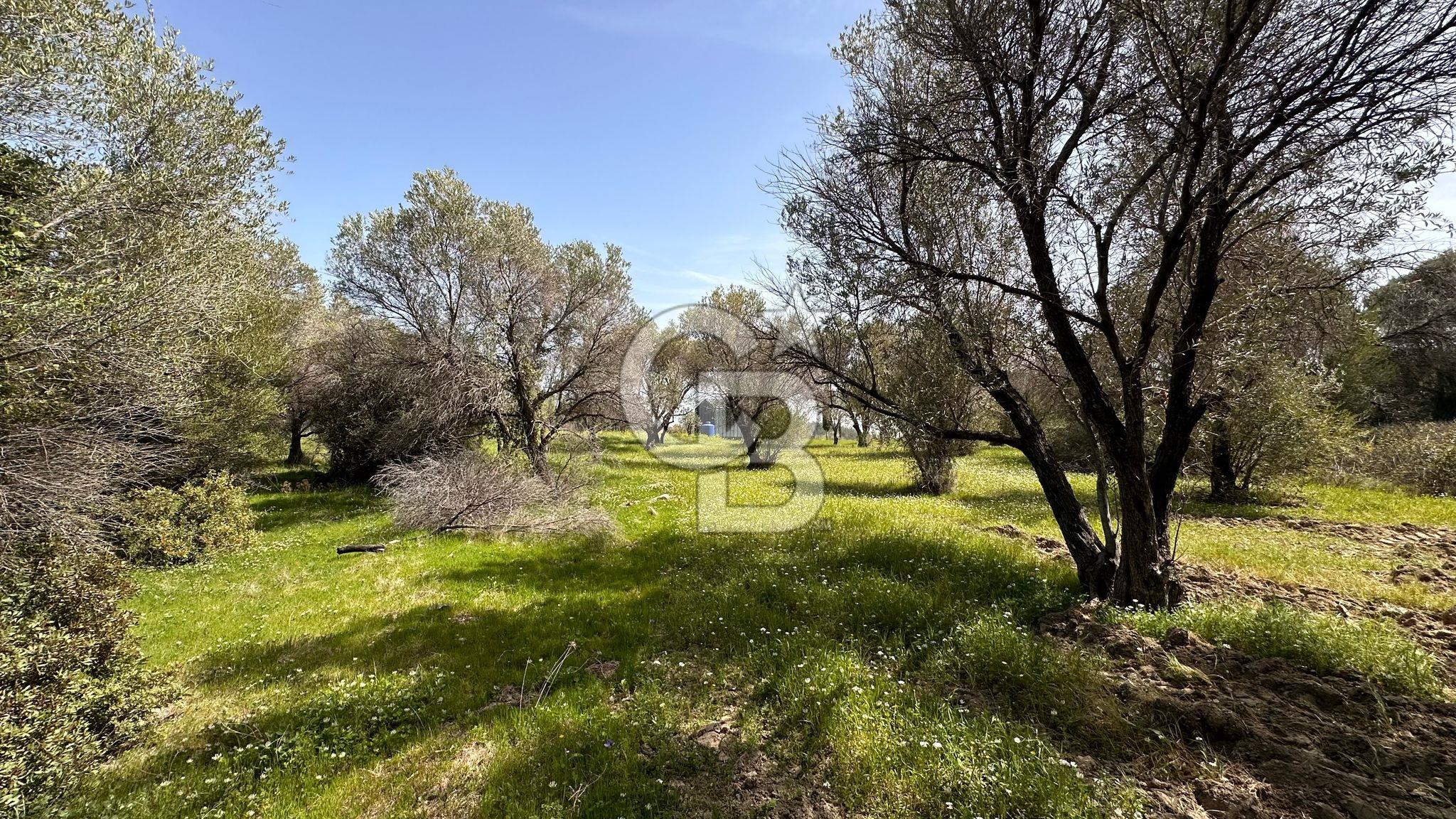 Karaburun Kösedere Mahallesi'nde 1675 m2 Zeytin Ağaçlı Tarla