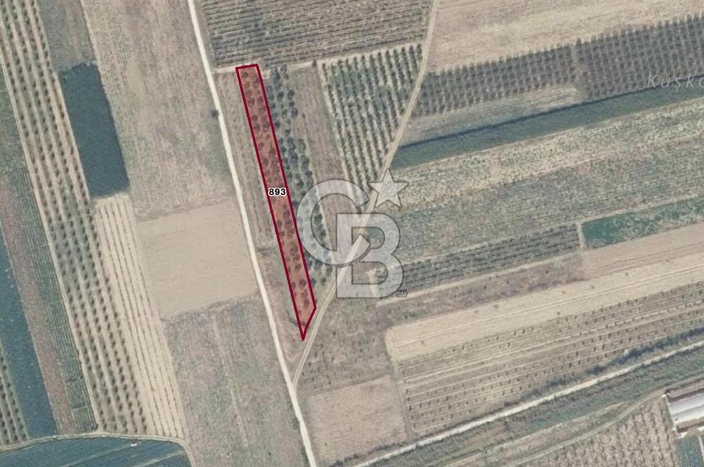 SAKARYA PAMUKOVA ÇARDAK'DA HARİKA KONUMDA 1550 M2 TARLA