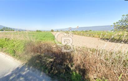 SAKARYA PAMUKOVA ÇARDAK'DA 2100 M2 ÇİFTLİK ARAZİSİ