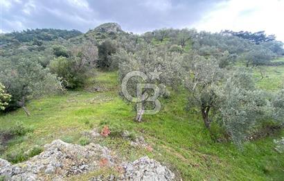 ÇANAKKALE AYVACIK DEMİRCİ KÖYÜ 5.898 m² SATILIK ZEYTİNLİK