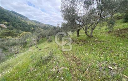 ÇANAKKALE AYVACIK DEMİRCİ KÖYÜ 5.898 m² SATILIK ZEYTİNLİK