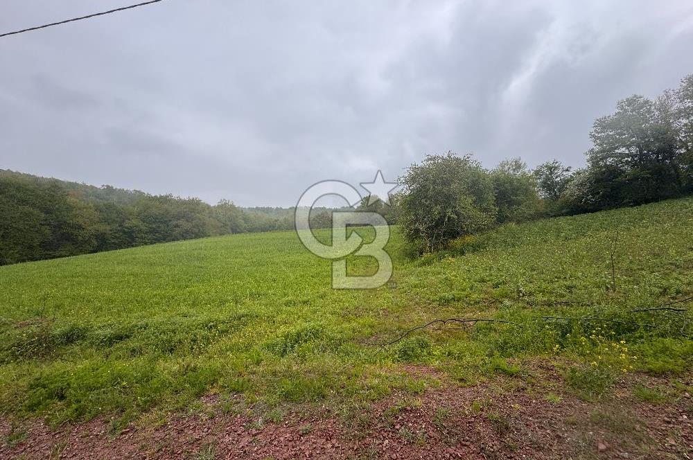 Kocaeli İli Merkez İlçesi Biberoğlu Köyünde 5343 m2 Satılık Tarla