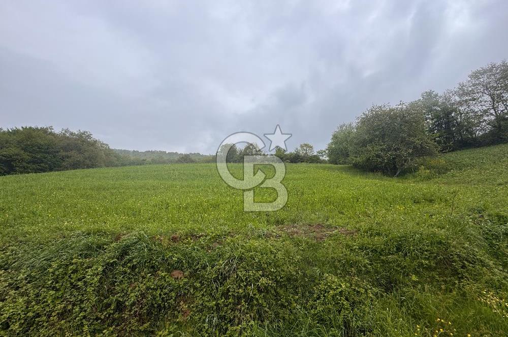 Kocaeli İli Merkez İlçesi Biberoğlu Köyünde 5343 m2 Satılık Tarla