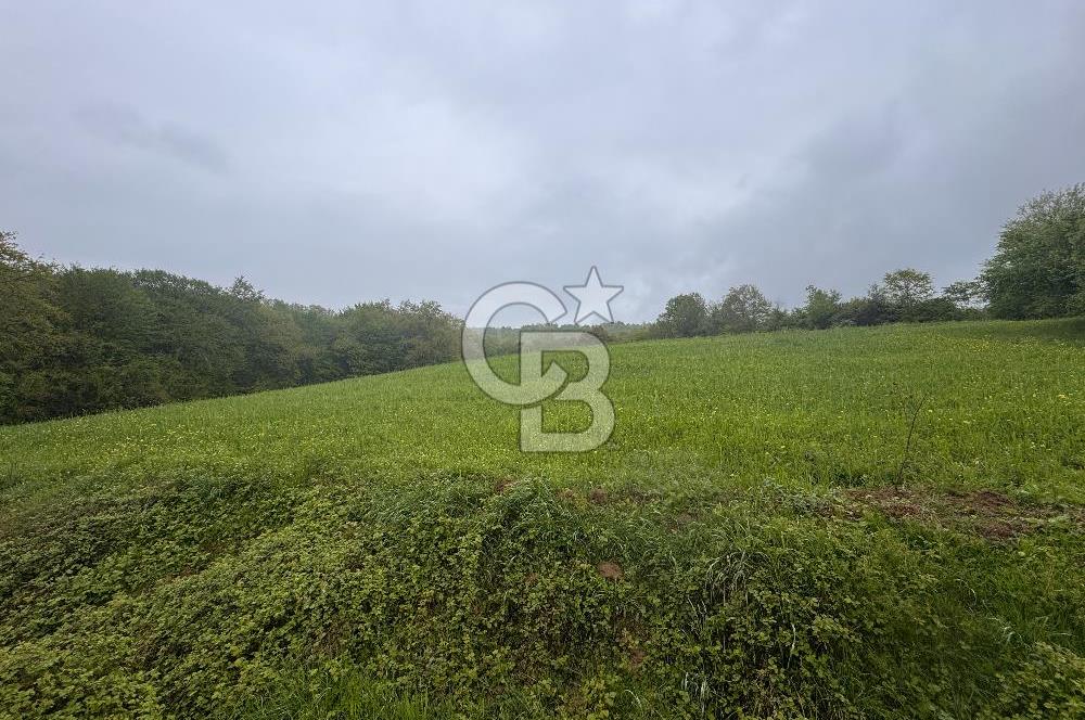Kocaeli İli Merkez İlçesi Biberoğlu Köyünde 5343 m2 Satılık Tarla
