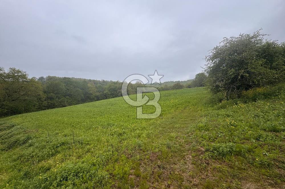 Kocaeli İli Merkez İlçesi Biberoğlu Köyünde 5343 m2 Satılık Tarla