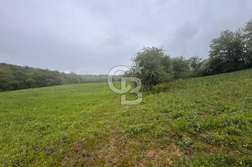Kocaeli İli Merkez İlçesi Biberoğlu Köyünde 5343 m2 Satılık Tarla