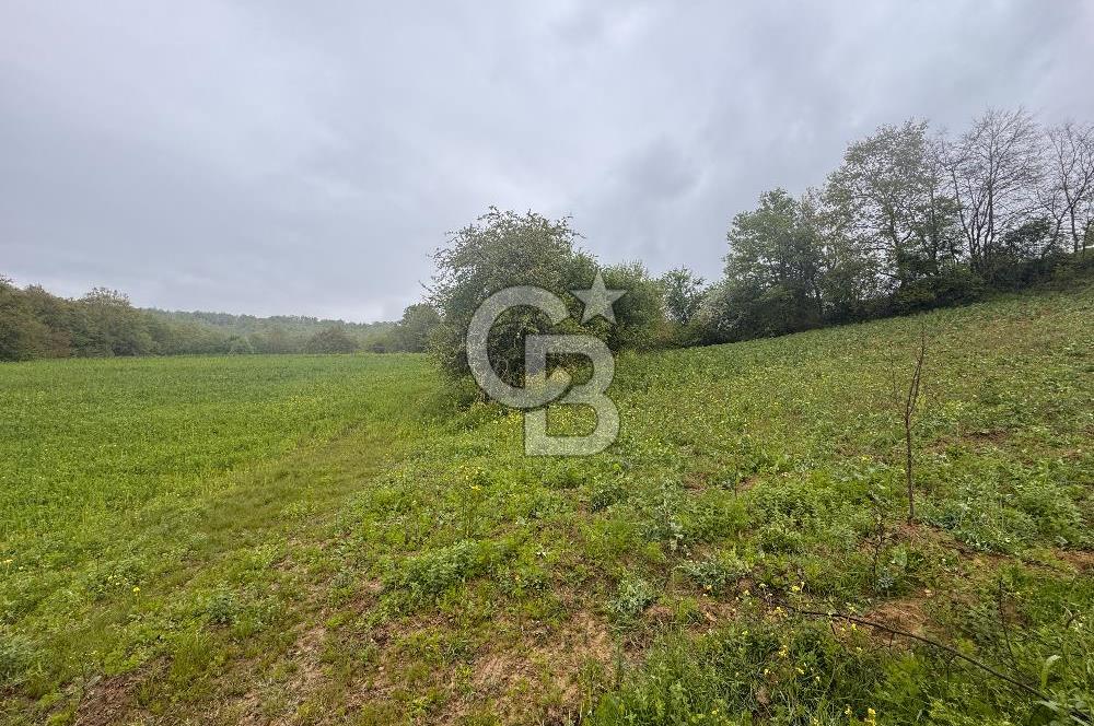 Kocaeli İli Merkez İlçesi Biberoğlu Köyünde 5343 m2 Satılık Tarla