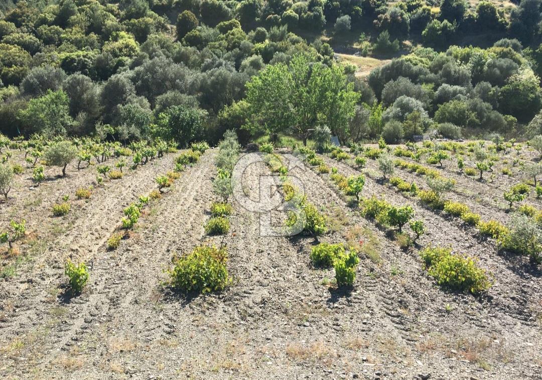 Seferihisar Beyler'de Satılık Zeytinlik