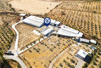 Foça'da Satılık 7800 m2 Çiftlik
