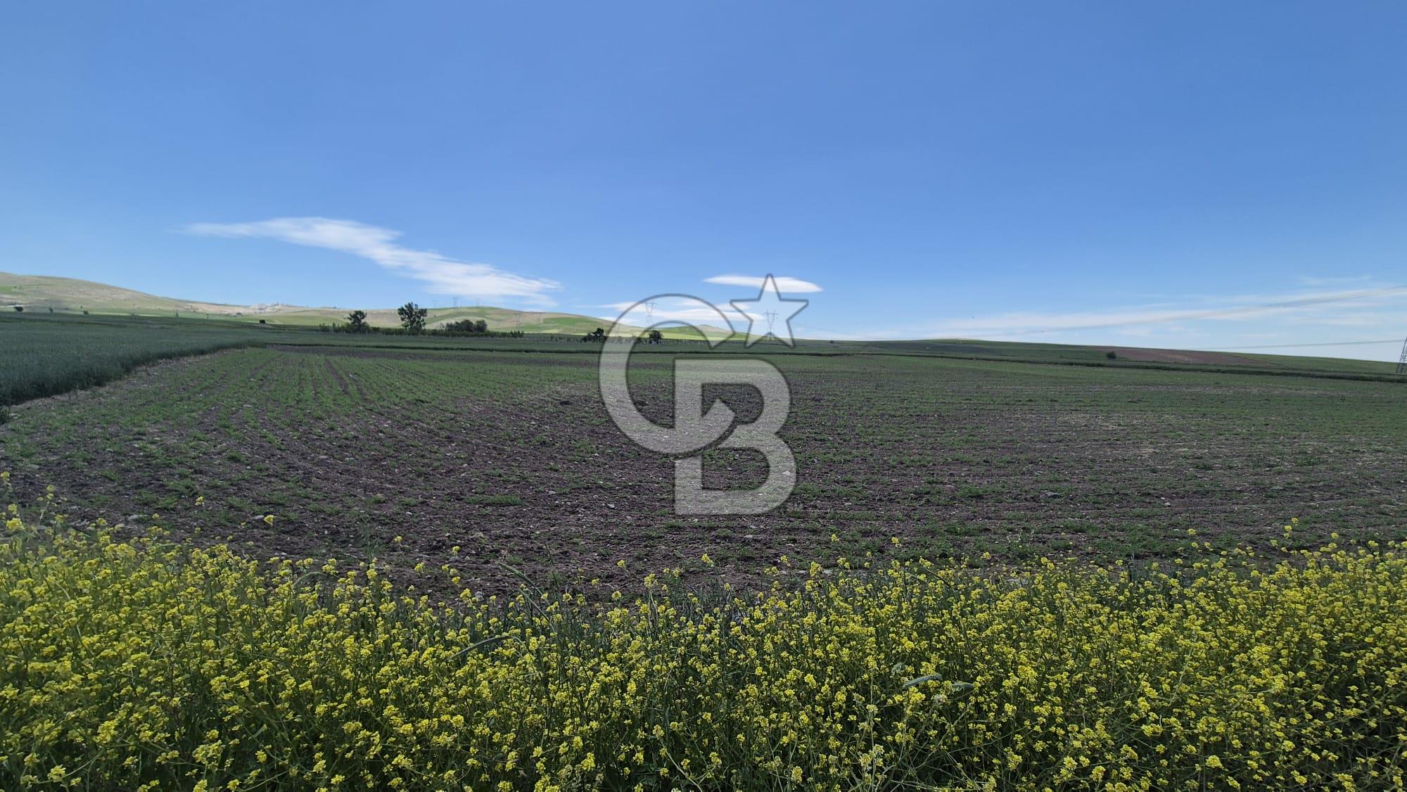 TEMELLİ HİSARLIKAYA ASFALT YOL KENARI 11.508 M2 TEK TAPU YATIRIMLIK TARLA