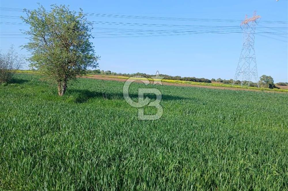 ÇANAKKALE /BİGA/BEKİRLİ DE YATIRIMLIK TARLA