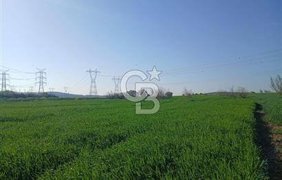 ÇANAKKALE /BİGA/BEKİRLİ DE YATIRIMLIK TARLA