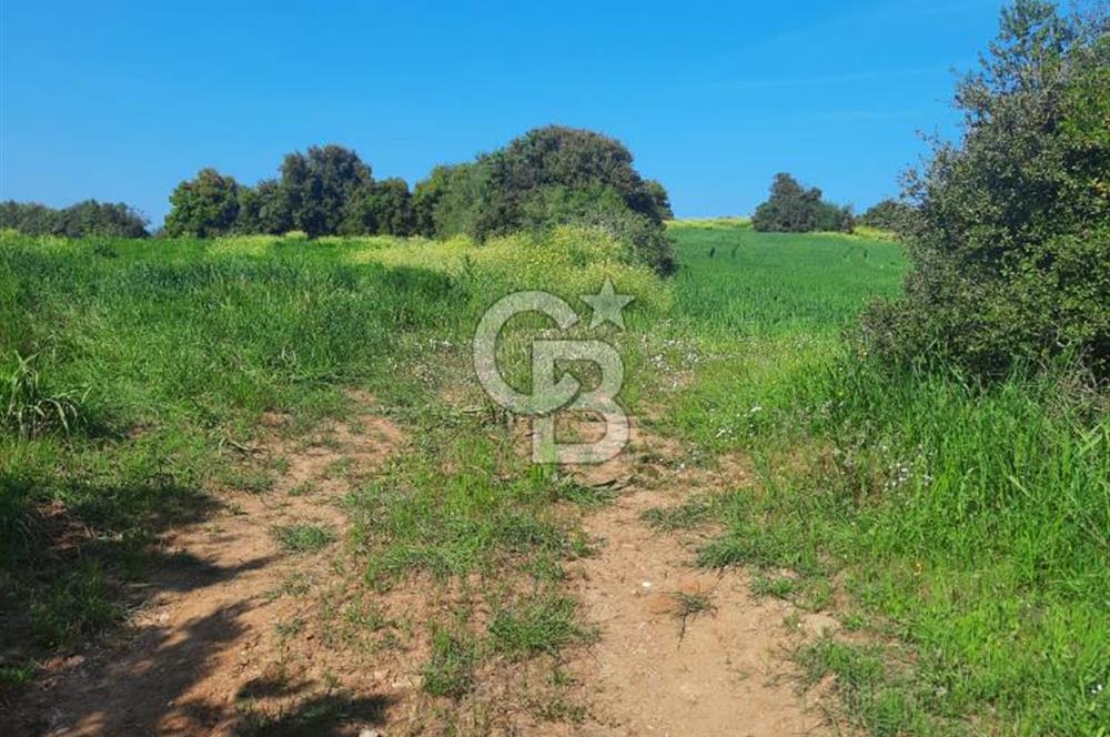 ÇANAKKALE/BİGA BEKİRLİ KÖYÜNDE SATILIK 12.853 M² TARLA