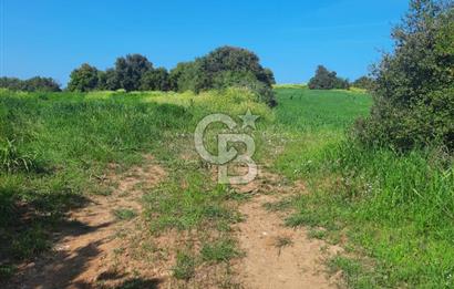 ÇANAKKALE/BİGA BEKİRLİ KÖYÜNDE SATILIK 12.853 M² TARLA