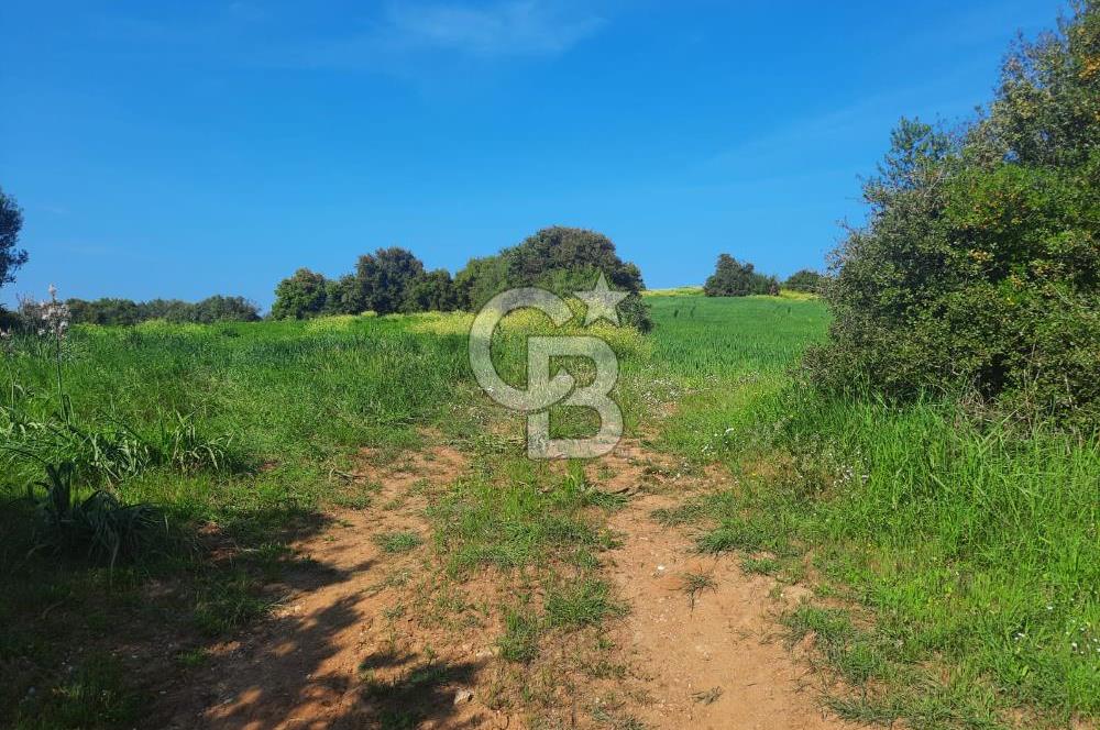 ÇANAKKALE/BİGA BEKİRLİ KÖYÜNDE SATILIK 12.853 M² TARLA