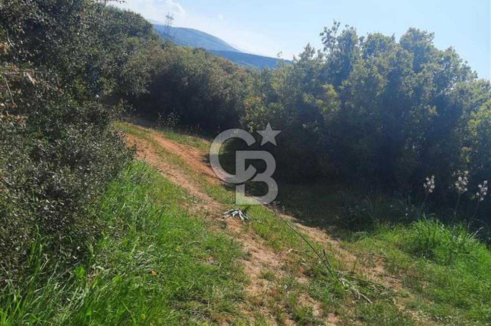 ÇANAKKALE/BİGA BEKİRLİ KÖYÜNDE SATILIK 12.853 M² TARLA