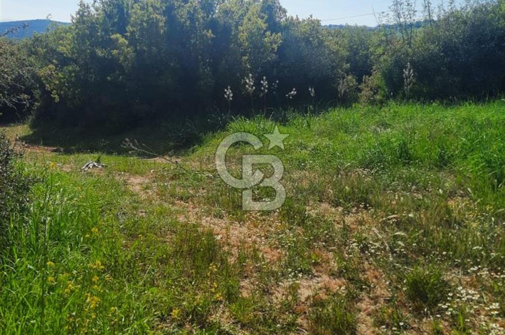 ÇANAKKALE/BİGA BEKİRLİ KÖYÜNDE SATILIK 12.853 M² TARLA