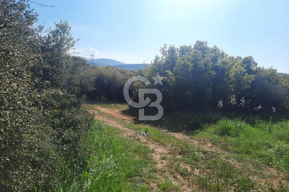 ÇANAKKALE/BİGA BEKİRLİ KÖYÜNDE SATILIK 12.853 M² TARLA
