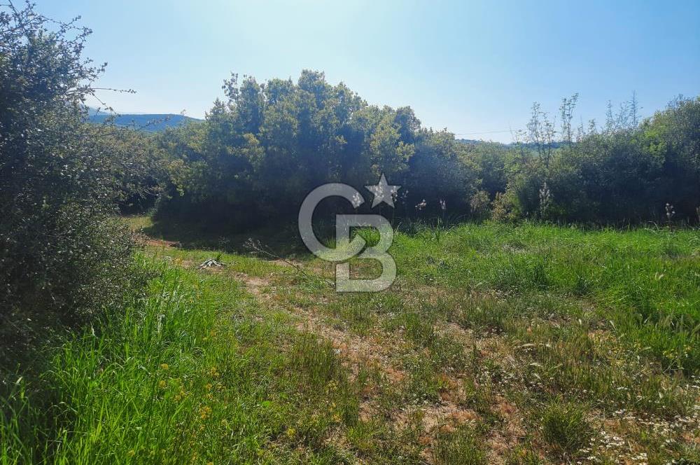 ÇANAKKALE/BİGA BEKİRLİ KÖYÜNDE SATILIK 12.853 M² TARLA