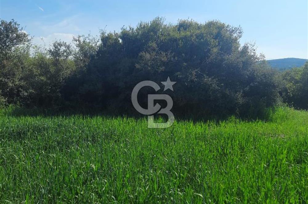 ÇANAKKALE/BİGA BEKİRLİ KÖYÜNDE SATILIK 12.853 M² TARLA