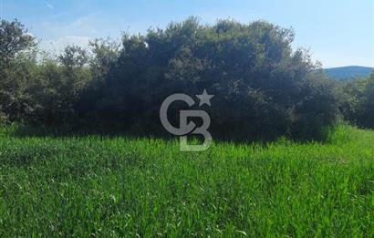 ÇANAKKALE/BİGA BEKİRLİ KÖYÜNDE SATILIK 12.853 M² TARLA