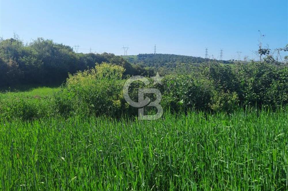 ÇANAKKALE/BİGA BEKİRLİ KÖYÜNDE SATILIK 12.853 M² TARLA