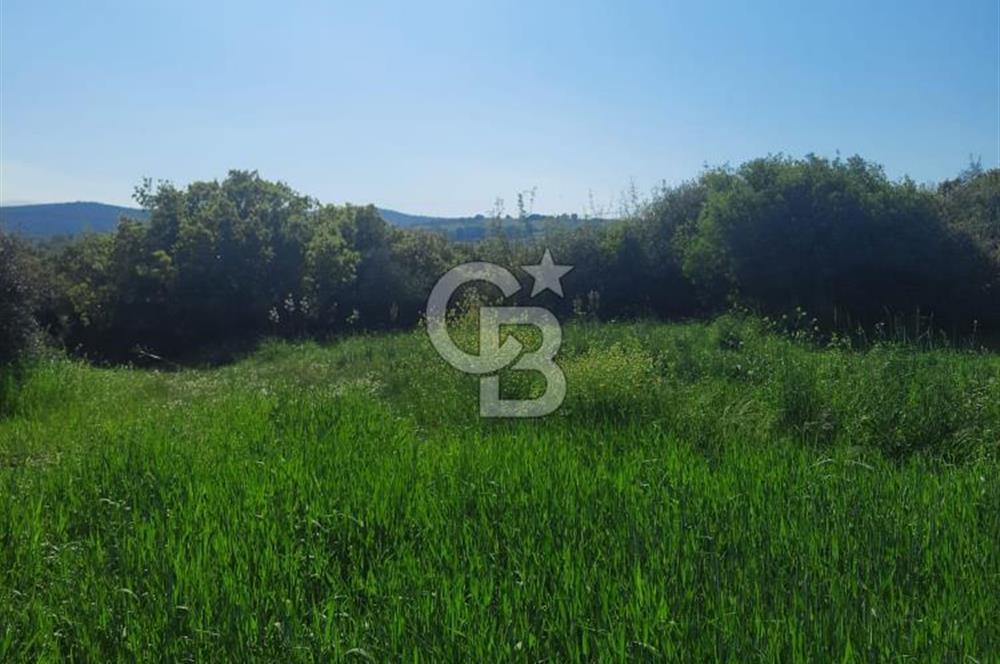 ÇANAKKALE/BİGA BEKİRLİ KÖYÜNDE SATILIK 12.853 M² TARLA