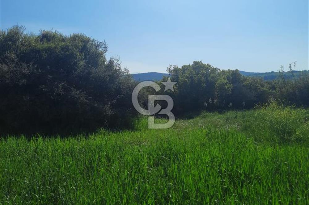 ÇANAKKALE/BİGA BEKİRLİ KÖYÜNDE SATILIK 12.853 M² TARLA