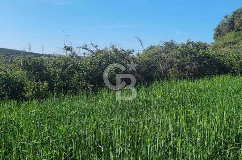 ÇANAKKALE/BİGA BEKİRLİ KÖYÜNDE SATILIK 12.853 M² TARLA