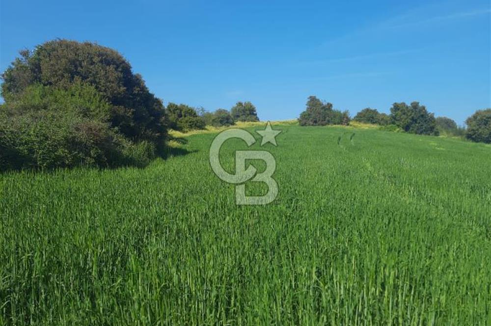 ÇANAKKALE/BİGA BEKİRLİ KÖYÜNDE SATILIK 12.853 M² TARLA