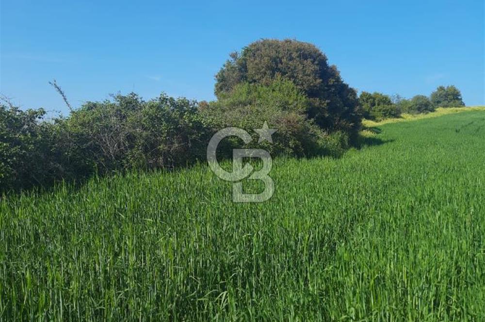 ÇANAKKALE/BİGA BEKİRLİ KÖYÜNDE SATILIK 12.853 M² TARLA