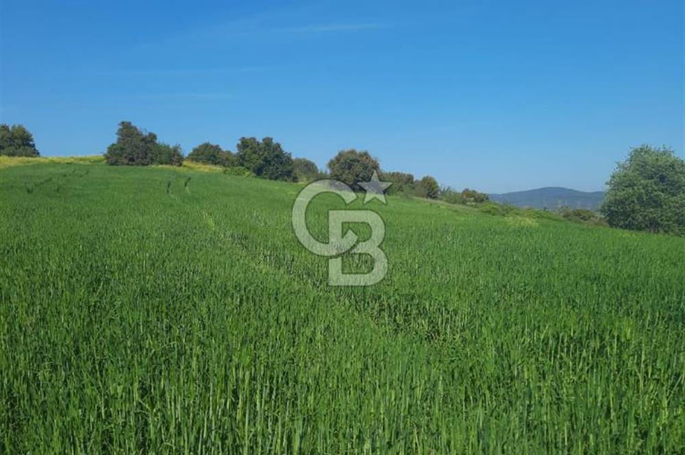 ÇANAKKALE/BİGA BEKİRLİ KÖYÜNDE SATILIK 12.853 M² TARLA