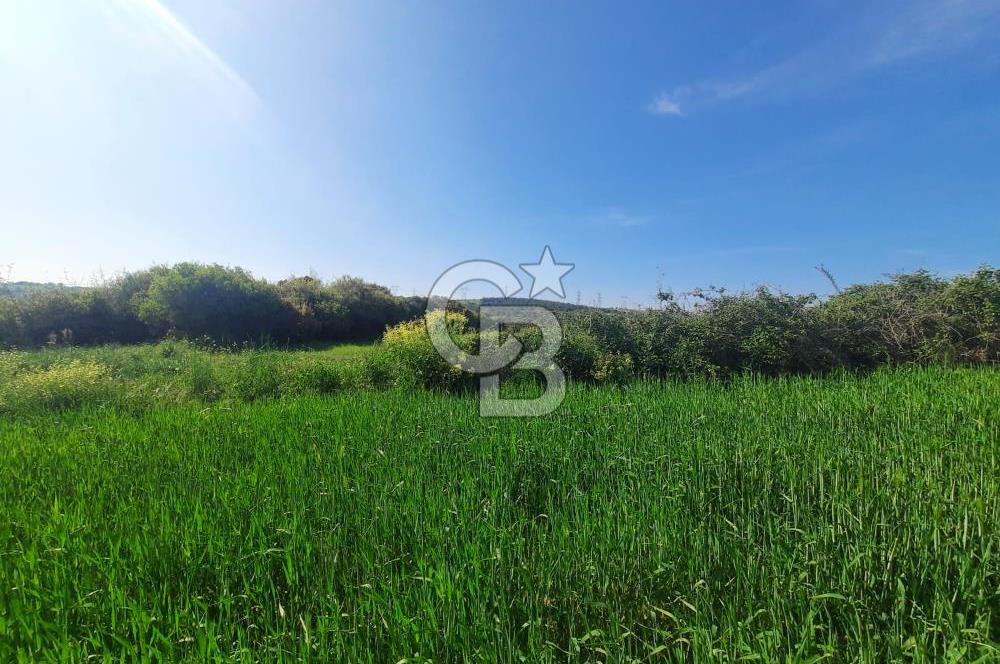 ÇANAKKALE/BİGA BEKİRLİ KÖYÜNDE SATILIK 12.853 M² TARLA