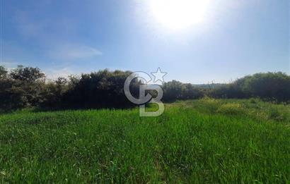 ÇANAKKALE/BİGA BEKİRLİ KÖYÜNDE SATILIK 12.853 M² TARLA