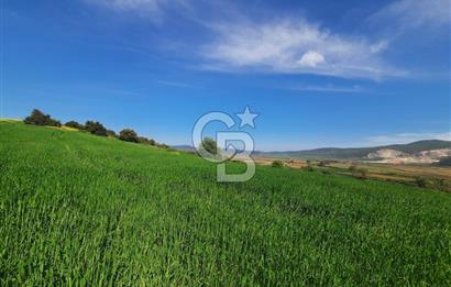 ÇANAKKALE/BİGA BEKİRLİ KÖYÜNDE SATILIK 12.853 M² TARLA