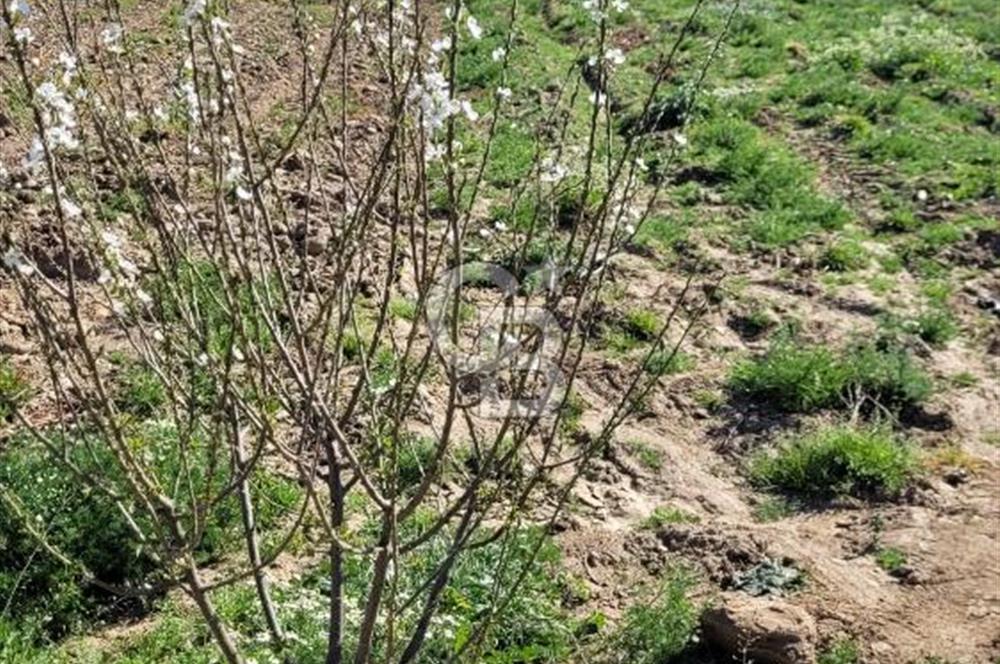 Sekiköy verimli tarım arazisi 