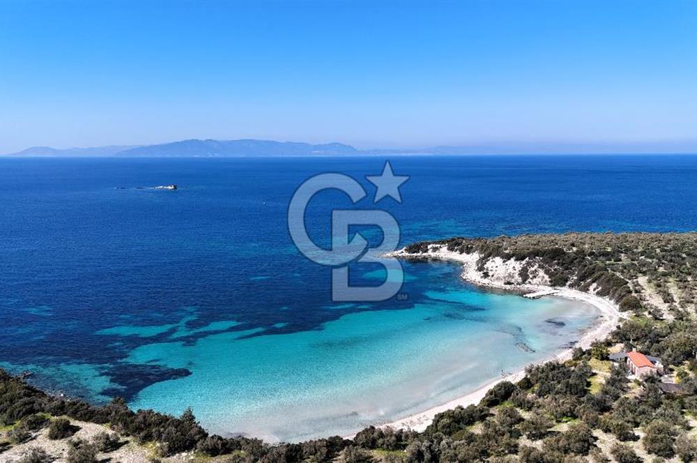 İZMİR BADEMLİ YARIM ADA İÇİNDE DENİZ MANZARALI SATILIK ZEYTİNLİK